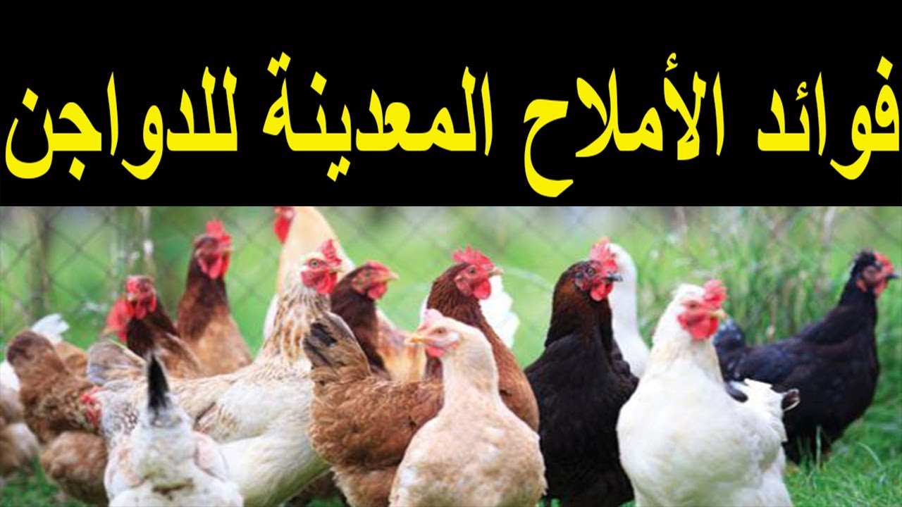 فوائد الأملاح المعدنية للدواجن وأعراض نقصها .. Benefits of mineral salts for poultry