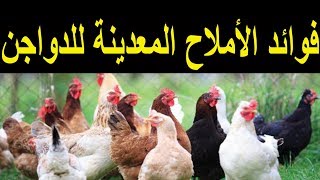 فوائد الأملاح المعدنية للدواجن وأعراض نقصها .. Benefits of mineral salts for poultry