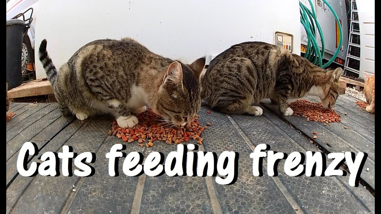 Cats feeding frenzy מאכיל את החתולים YouTube