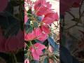 beautiful flower#garden flower#flowers#viral shorts #beautiful nature#garden