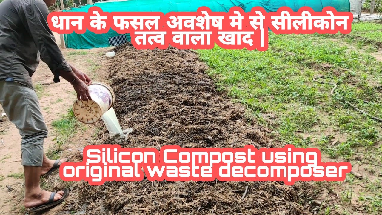 ओरीजीनल वेस्ट डीकम्पोजर का खाद बनाने मे उपयोग Silicon compost using