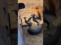 The Jaw Strength Of A Male Lion Can Crush A Car Wheel Lion mp3