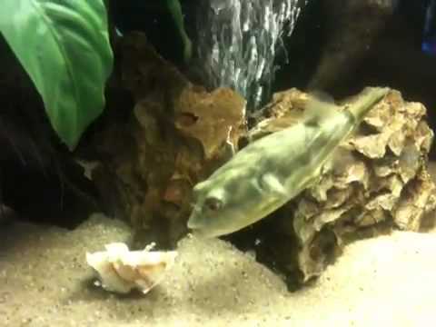 Fahaka Nuru eating crab
