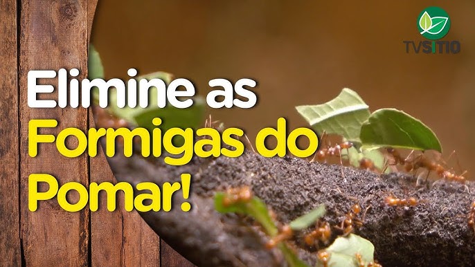 Acabar com formigas: 7 melhores formicidas (+ dicas extras)