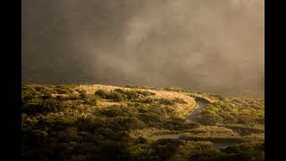 Orman Ağaç Arkaplan Duvarkağıdı