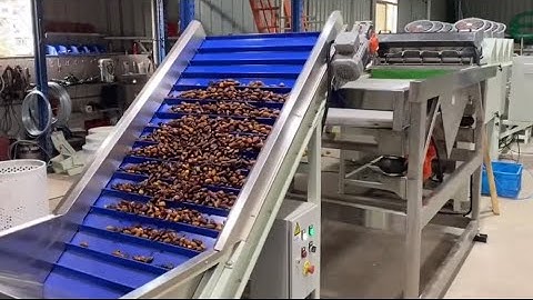 Date Palm Processing Sorting Machine Date Cleaning Grading Machine