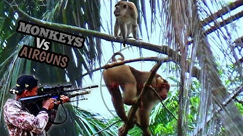 SADIS‼️BANTAI HABIS HAMA KERA LIAR YANG MEMASUKI PERKEBUNAN WARGA//BERBURU KERA LIAR 