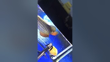 Cho cá rồng ăn rết