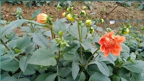 Hoa Thược Dược Cắt Cành Sớm Sẽ Cho Hoa Lần Hai Đẹp Hơn[Dahlias]