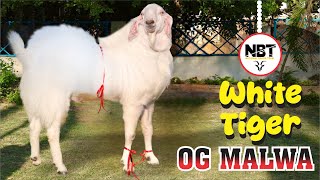 White Tiger OG Malwa At Amaan Goat’s 