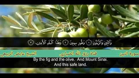 سورة التين #الشيخ#عائض#الربيعي #داد#الحديث#معبر