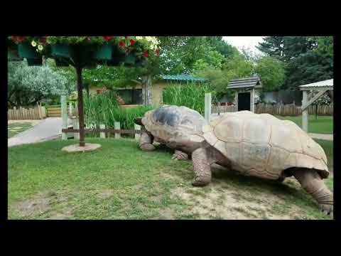 Giant Tortoises at Full Speed ( 720 X 1280 )
