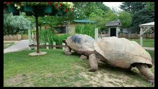 Giant Tortoises at Full Speed ( 720 X 1280 )