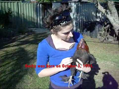 Video: Around The World With Two Chickens