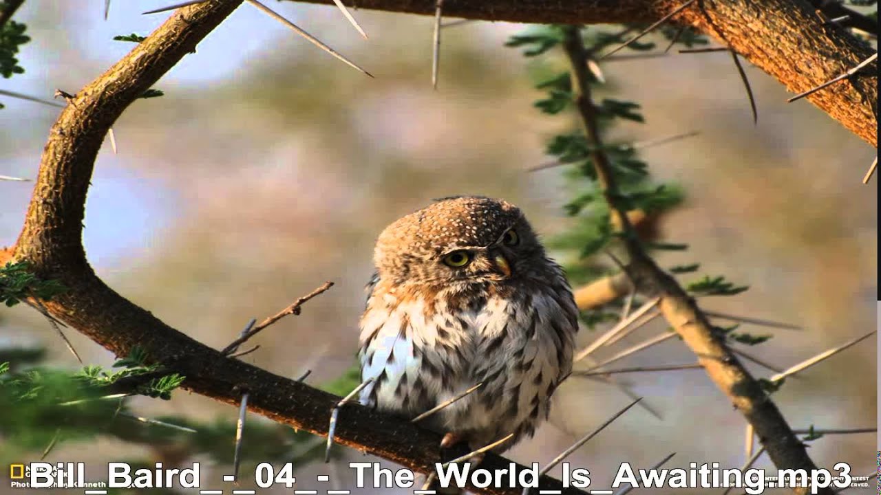 Bill Baird     The World Is Awaiting