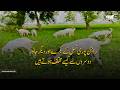 Why RajanPur Goat And Other Animals Are Different From Others?