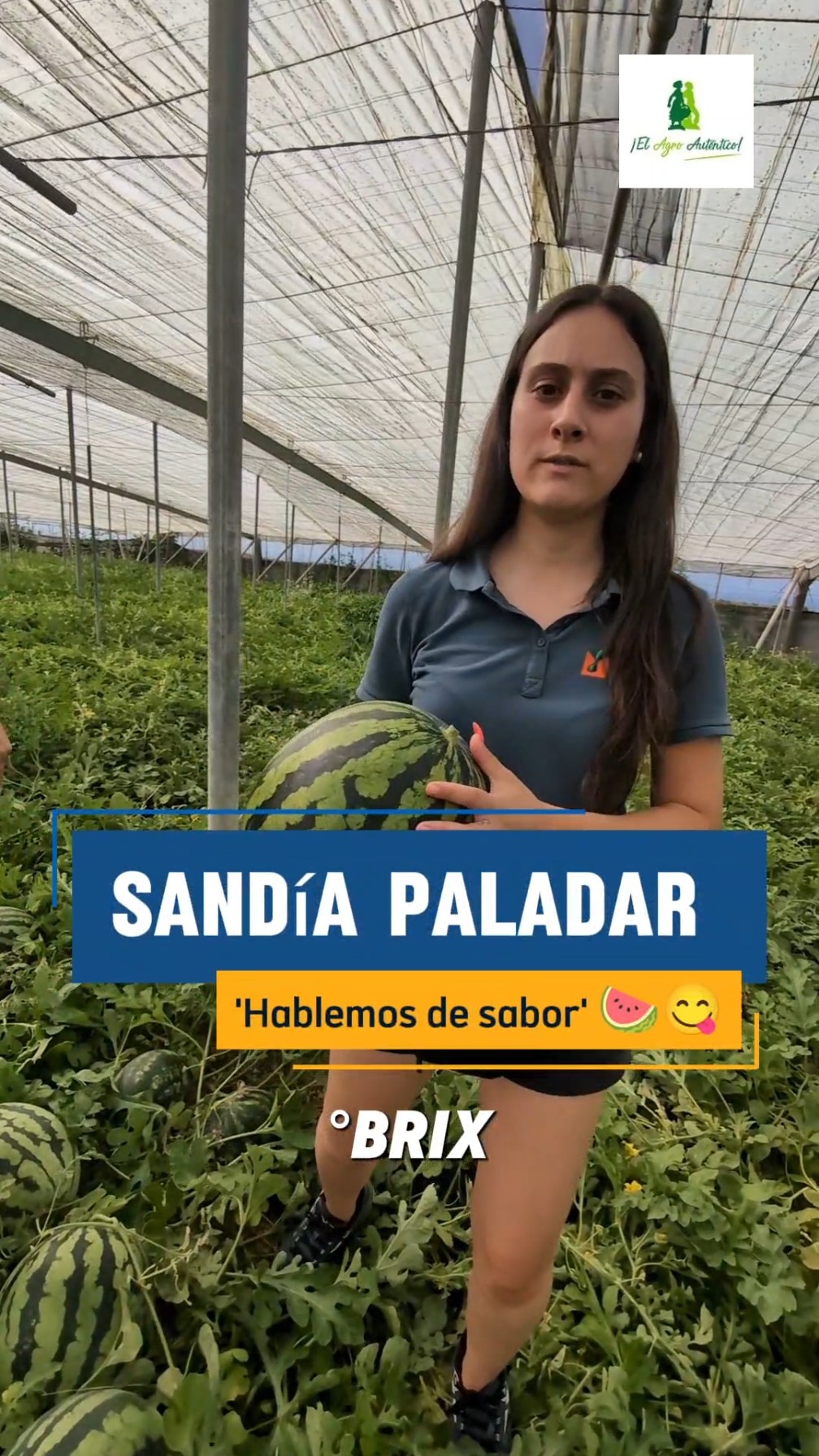 Sandía Paladar 🍉😋 Diamond Seeds
