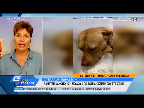 Βίντεο: Shelter Dogs & Pokemon Go: Πρέπει να περπατήσετε 'Em Όλα!