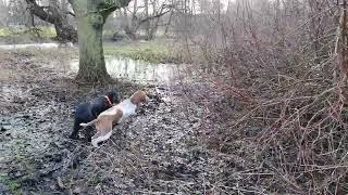 Bonnie, Gordon Setter and Bella, Bracco Italiano find game in wetland area. by Paul 489 views 2 months ago 25 seconds