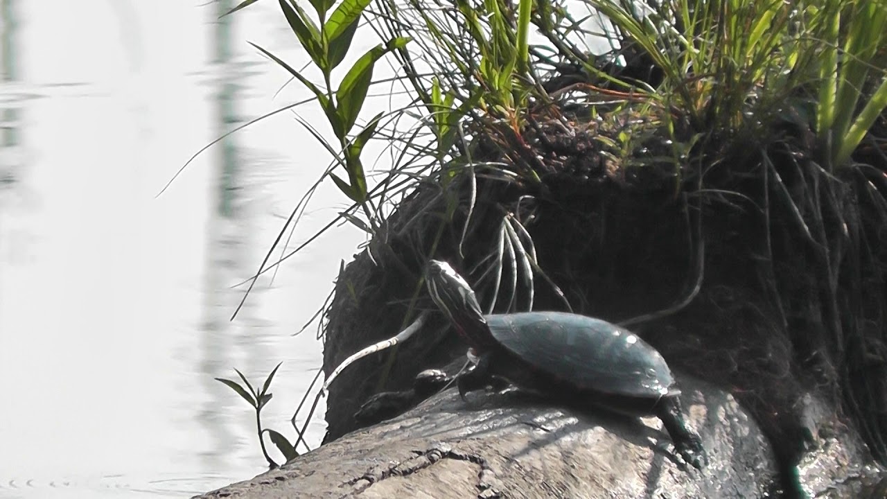 Midland Painted Turtles 3(Chrysemys Picta)