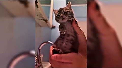 Yo Bunny (Pop like this pt.2 remix) - Slowed and reverbed || CAT DANCE EDIT