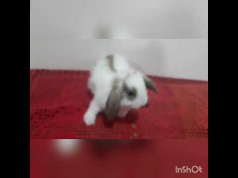 Vídeo: Qual é o menor coelho de orelhas caídas?