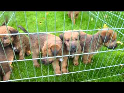 ierse terrier pups - youtube