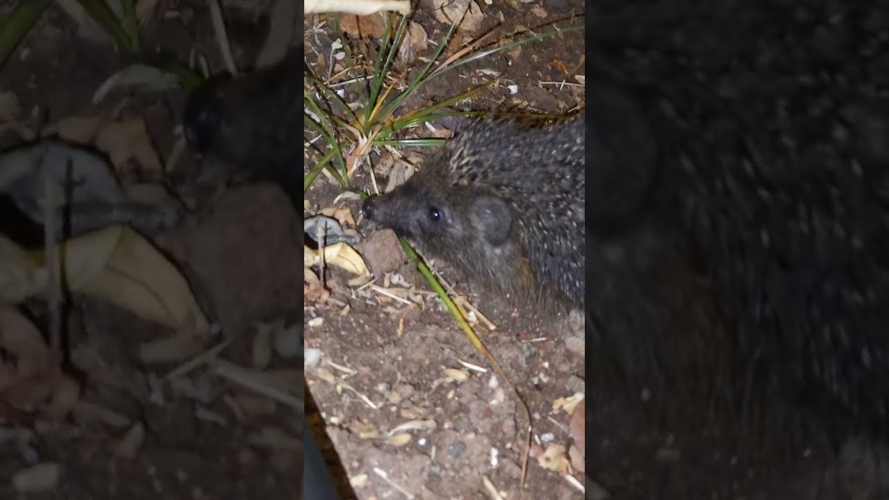 ഇങ്ങനെ ഒരു സാധു ജീവിയെ കണ്ടിട്ടുണ്ടോ? #pexon3wheels | #Israel | #animals | #hedgehog | #spinnyrabbit