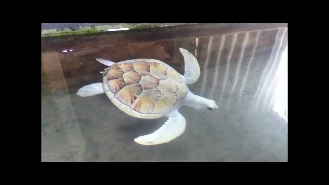 buy albino turtle