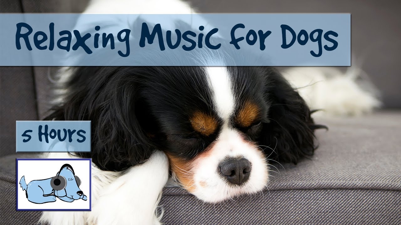 relaxing music for dogs youtube