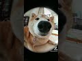 【柴犬】魚眼レンズで撮影したら!?