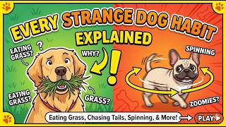 Every Strange Dog Habit Explained