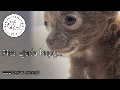 Wideo: Dlaczego Mój Pies Zjada Kupę?