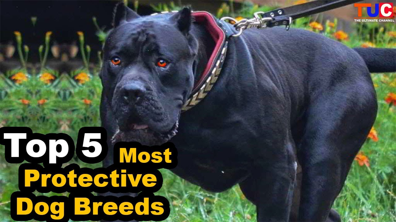 big protective dog breeds