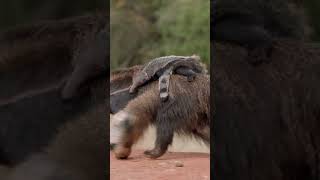 The World's Largest Anteater!