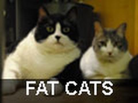 Fat Cats Webisode 7
