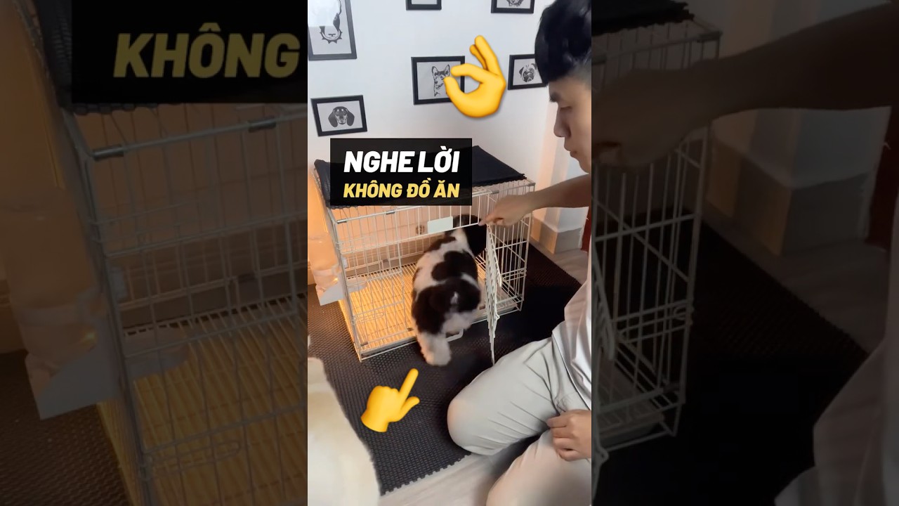 DẠY CHÓ NGHE LỜI DÙ KHÔNG CÓ ĐỒ ĂN 