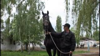 видео: Чесменский конный завод картинка: Чесменский конный завод