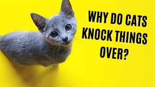 Why Do Cats Knock Things Over? Are They Jerks?
