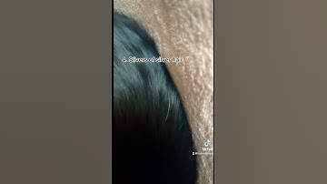 Who else has a great tuxedo cat?!?!? #tuxedocat #gatos #cutecatshorts #beautifulcats