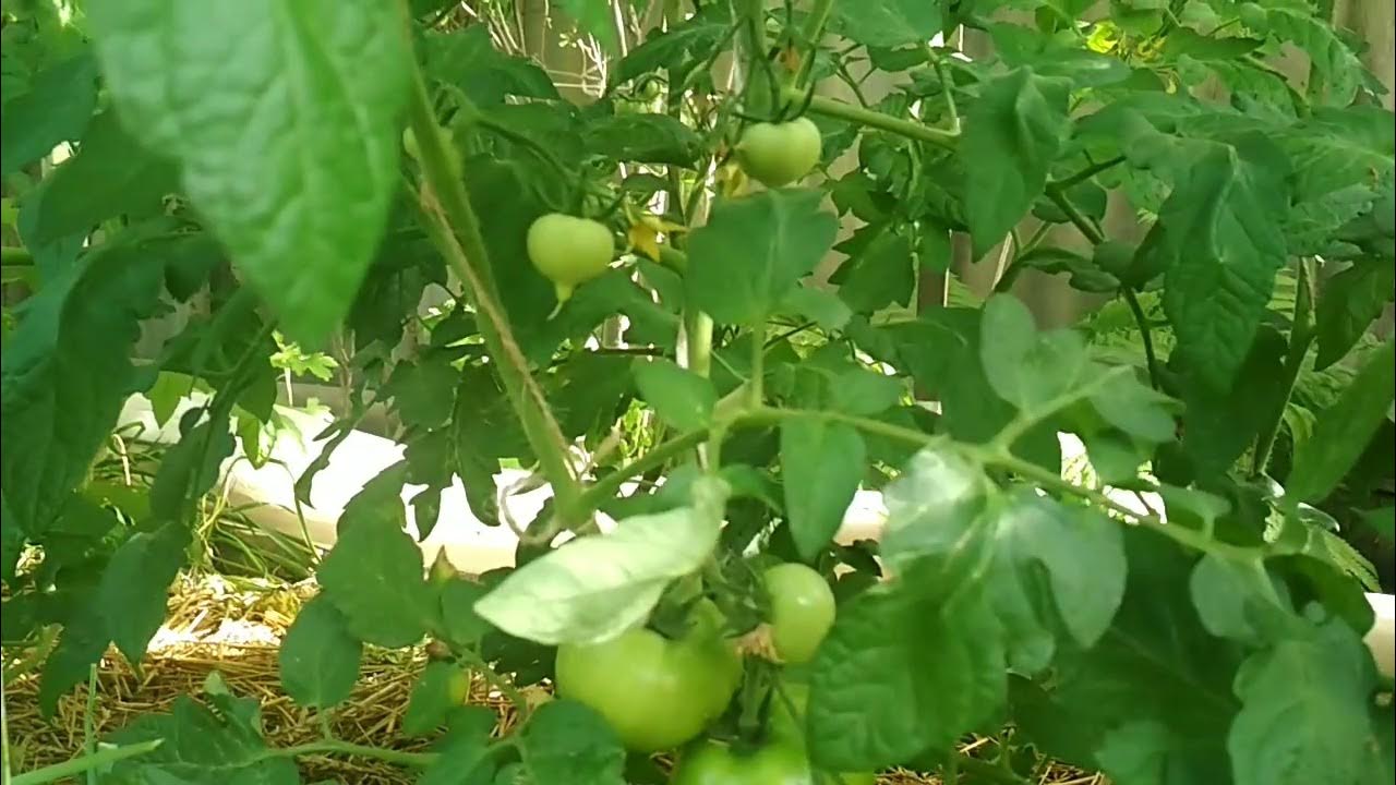 Гибнут томаты