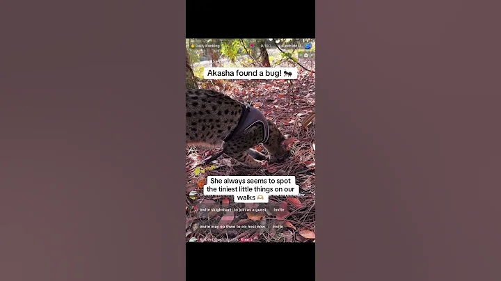 Video 11847211: savannah cats love