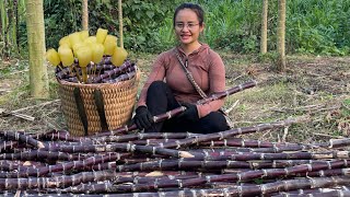 Harvest purple sugar cane gardens to go to the market to sell and take care of livestock