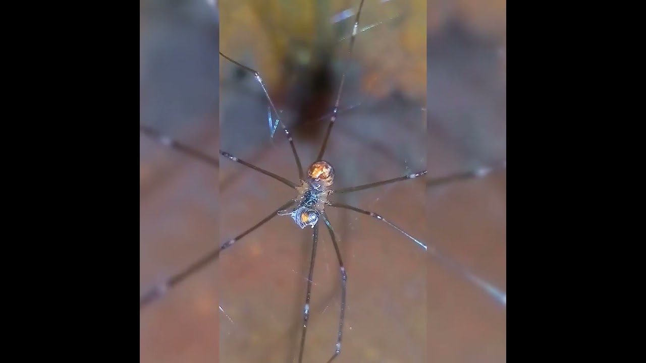 Pholcus Phalangioides (spider)feeding on Blattella Germanica (cockroach)