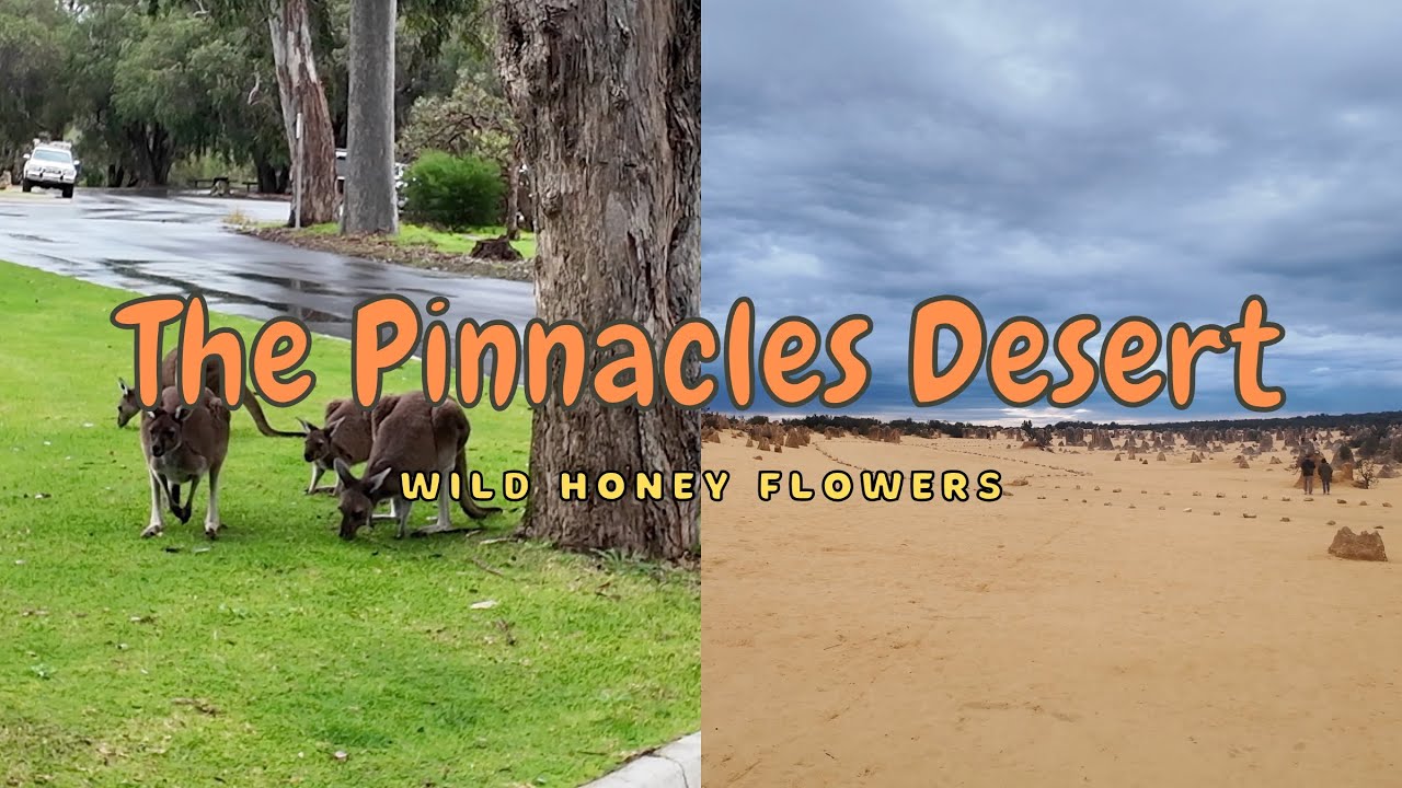 🏜️ Australia Pinnacles Desert Adventure | 🦘 Yanchep National Park & Cervantes Dinner