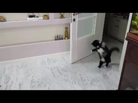 The Funniest Cat Walk Hop ( Brownie the cat )