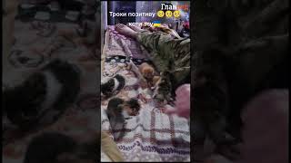 Порахуйте котиків: найефективніша методика для підвищення рівня позитиву в крові