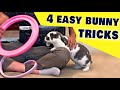 4 easy tricks to teach your rabbit 