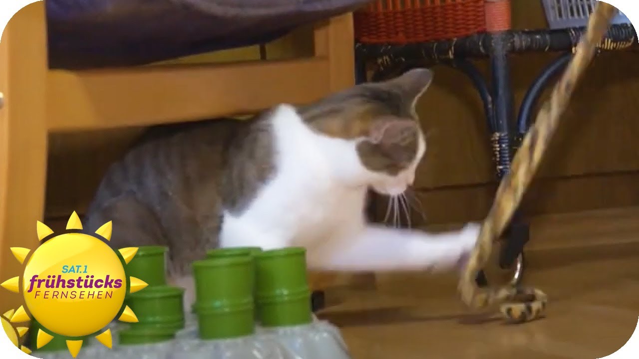 Das Miez-Haus der Katzen - ein Zuhause für 30 bedürftige Kätzchen | SAT.1 Frühstücksfernsehen