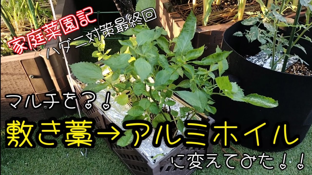 害虫対策】ハダニ対策 最終回！ マルチをアルミホイルにしてみた 